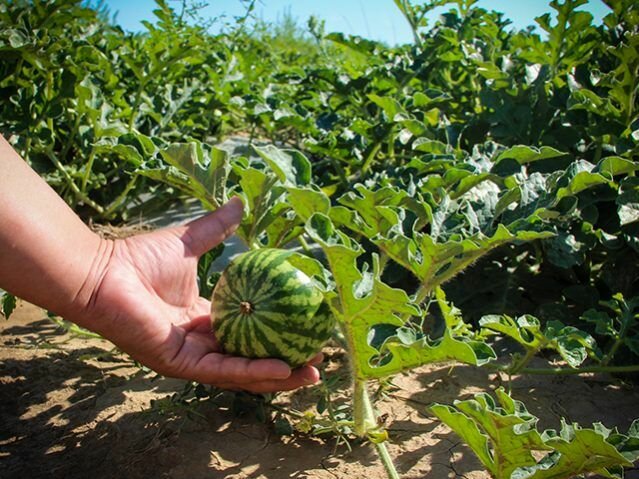 қарбыз қауын