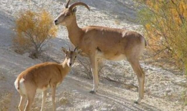 жануар киік арқар