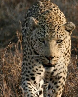 leopard алабарыс ат қоямыз